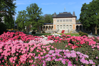 Rododendronblüte